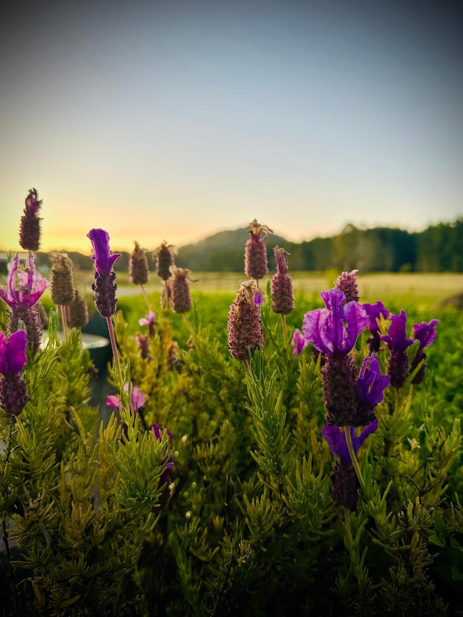 Buttons Cottage In Natures Paradise Nietta Экстерьер фото